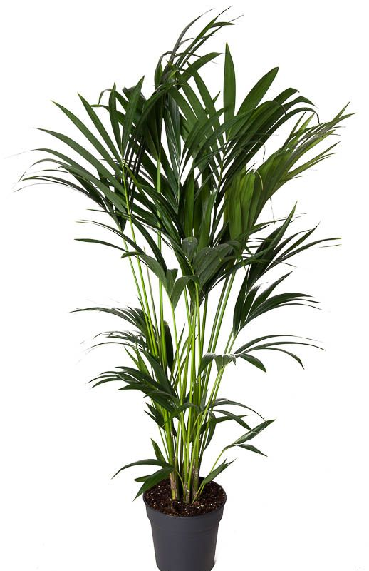 Howea forsteriana