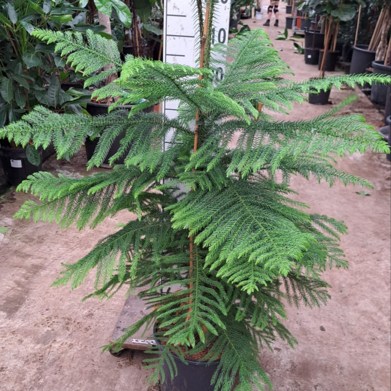 Araucaria heterophylla