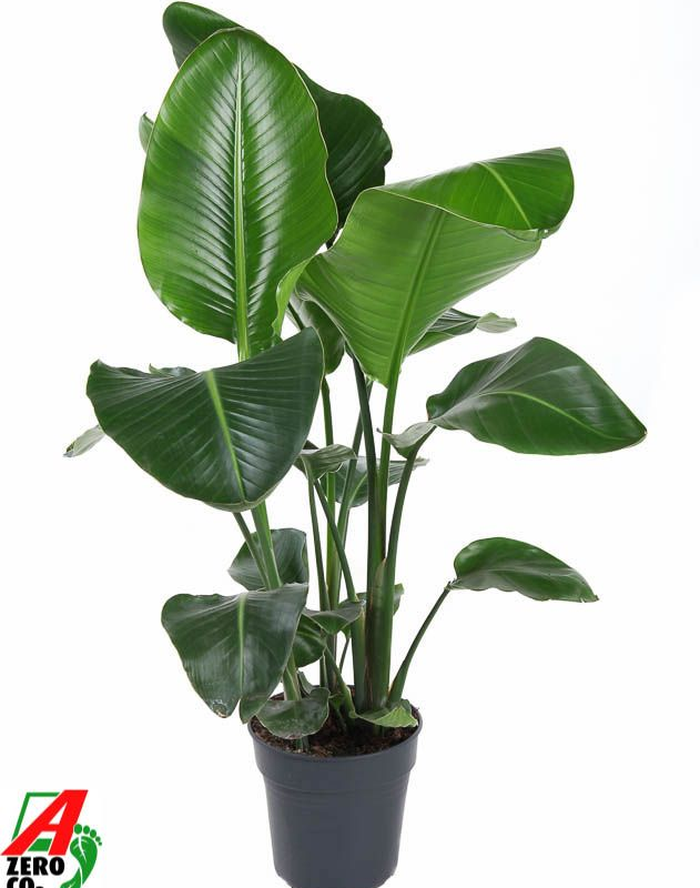 Strelitzia nicolai
