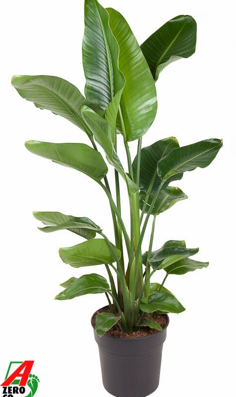 Strelitzia nicolai