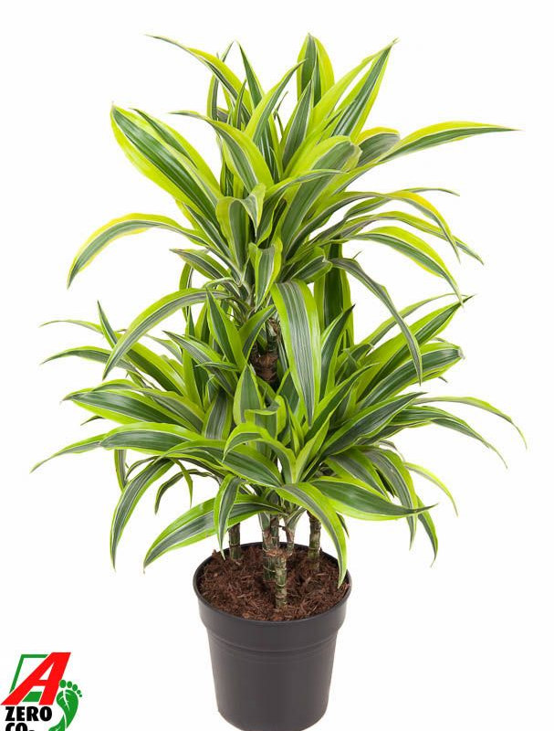 Dracaena fragrans 'Lemon Lime'