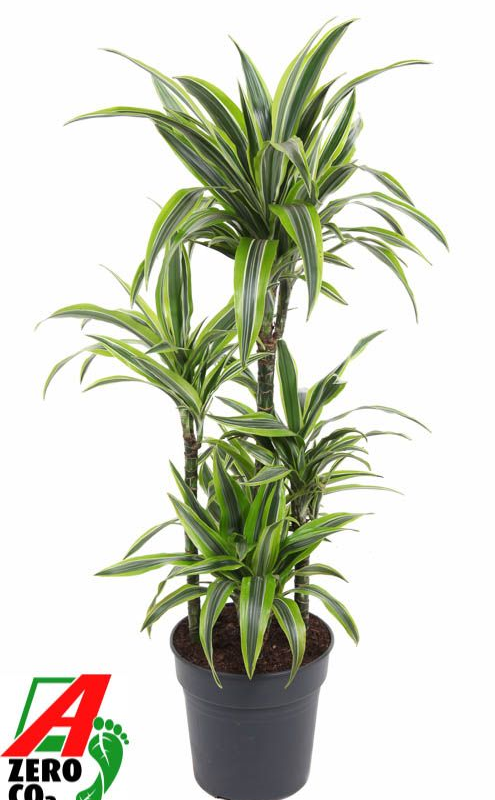 Dracaena fragrans 'Lemon Lime'