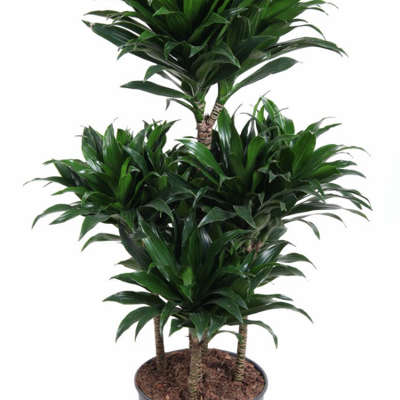 Dracaena fragrans 'Compacta'