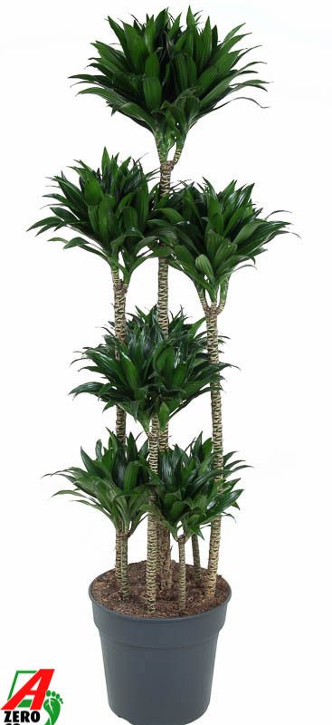 Dracaena fragrans 'Compact'