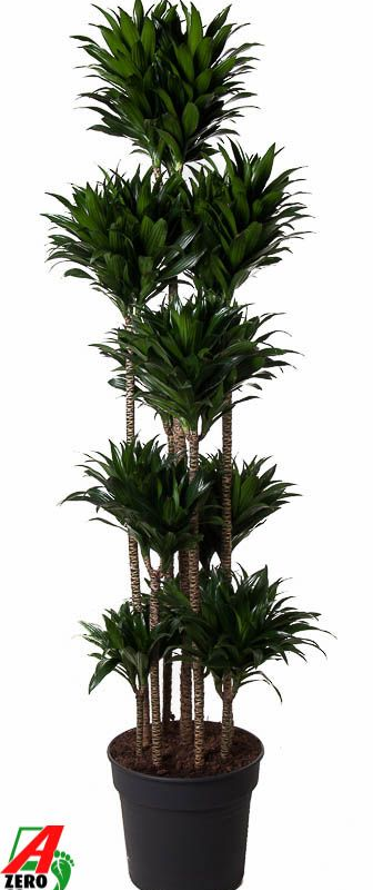 Dracaena fragrans 'Compacta'