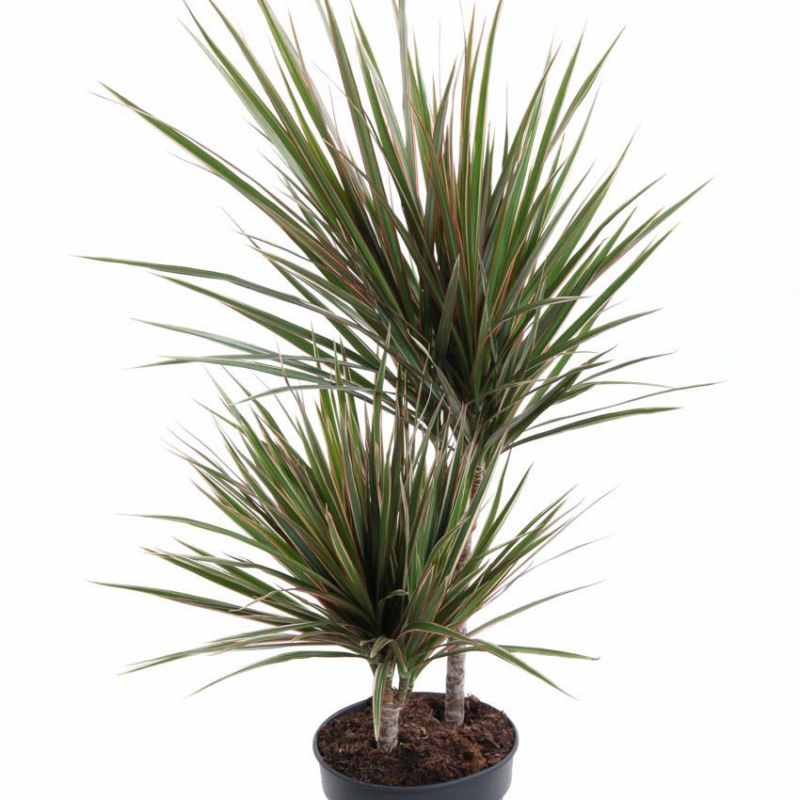 Dracaena marginata Bicolor