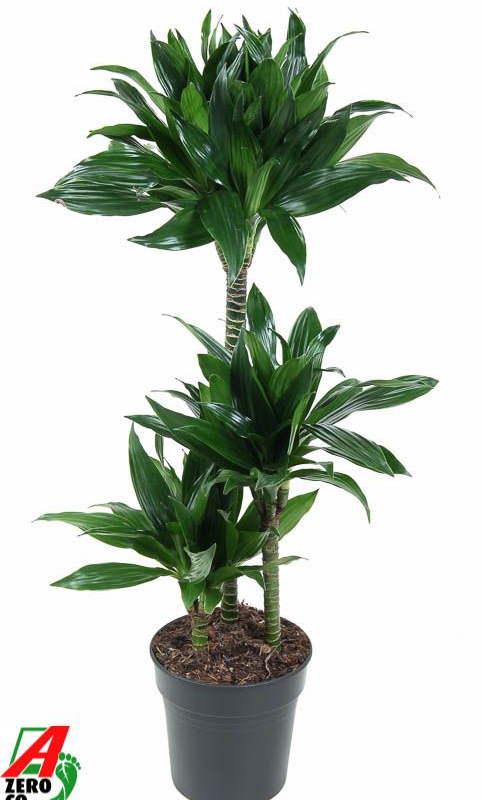 Dracaena fragrans 'Green Jewel'