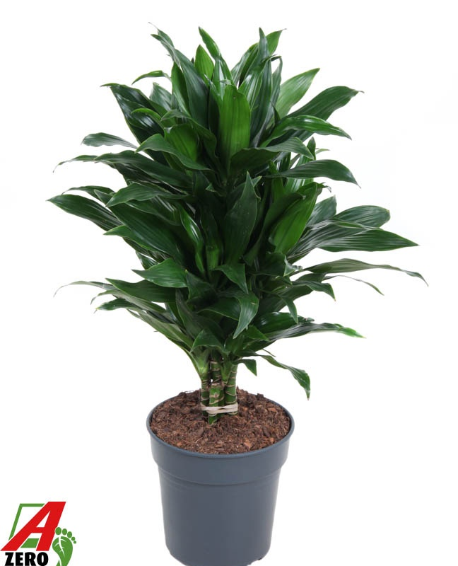 Dracaena fragrans 'Green Jewel'