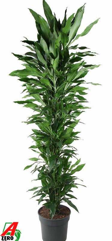 Dracaena fragrans 'Janet Lind'