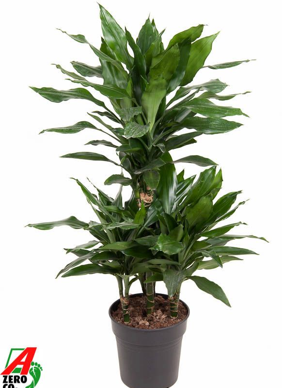 Dracaena fragrans 'Janet Lind'