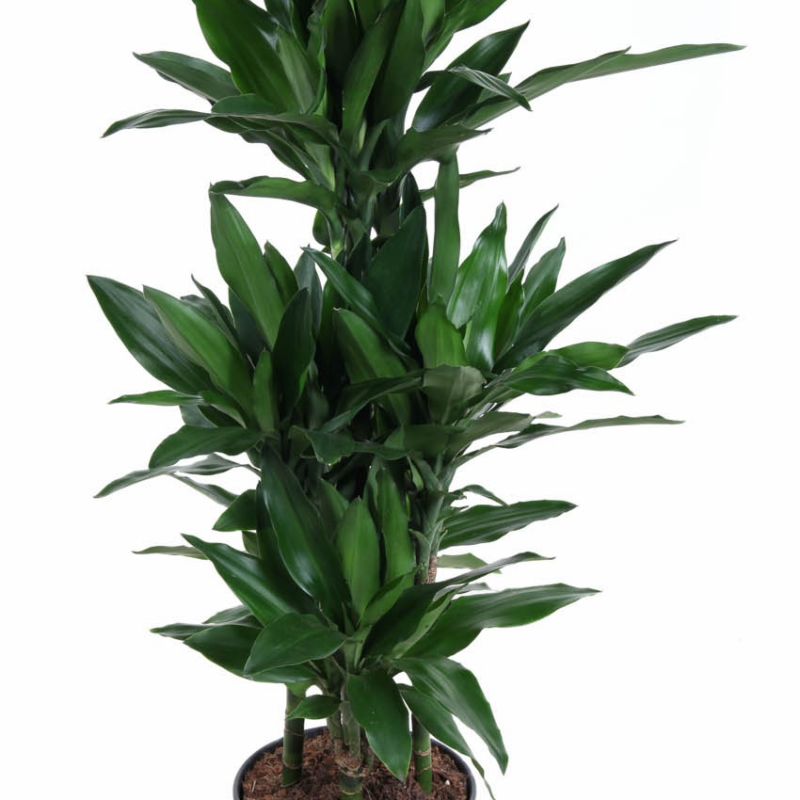Dracaena fragrans 'Janet Lind'