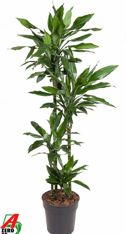 Dracaena fragrans 'Janet Lind'
