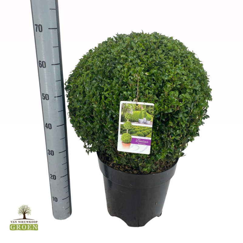Buxus sempervirens