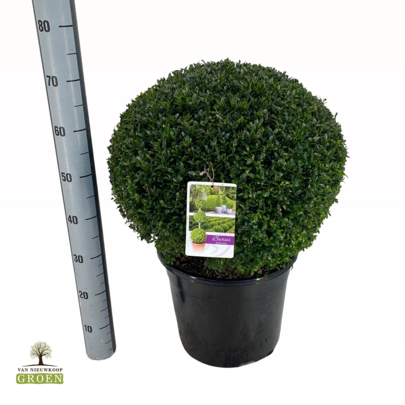 Buxus sempervirens