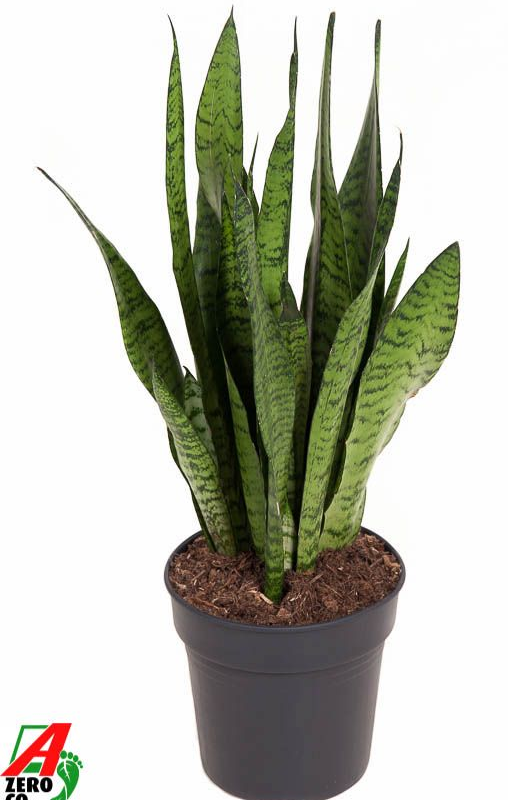 Sansevieria zeylanica