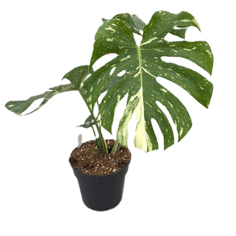 Monstera deliciosa 'Thai Constellation'