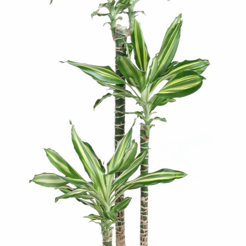 Dracaena Silver Dream