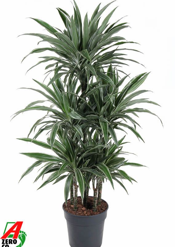Dracaena deremensis 'Warneckei'