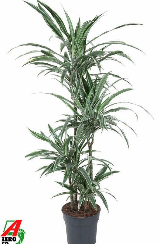 Dracaena deremensis 'Warneckei'