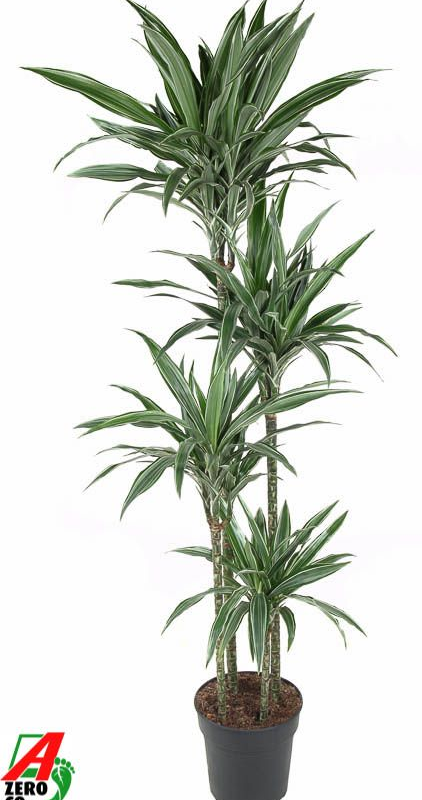 Dracaena deremensis 'Warneckei'