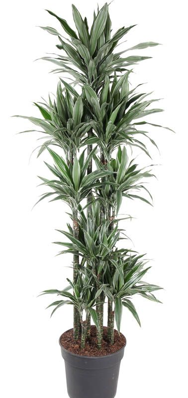 Dracaena deremensis 'Warneckei'
