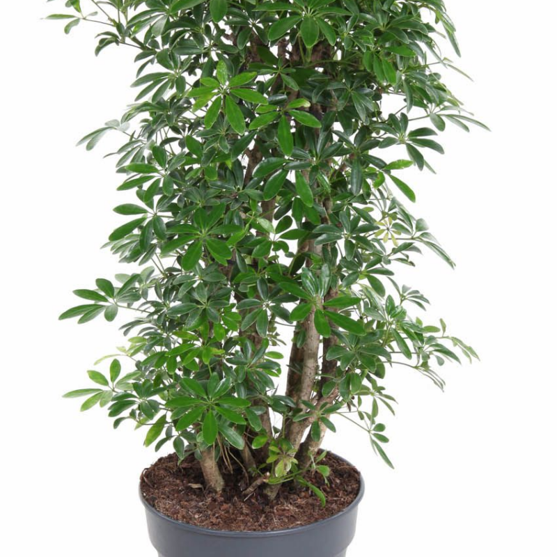 Schefflera arboricola 'Luseana'