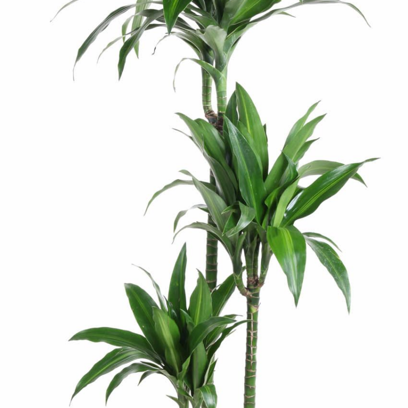 Dracaena Paloma