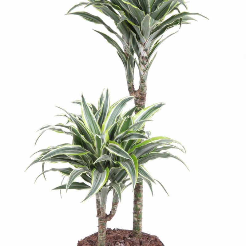 Dracaena Surprise