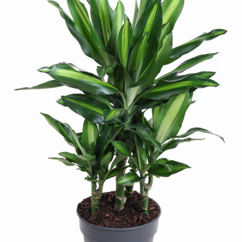 Dracaena fragrans 'Cintho'