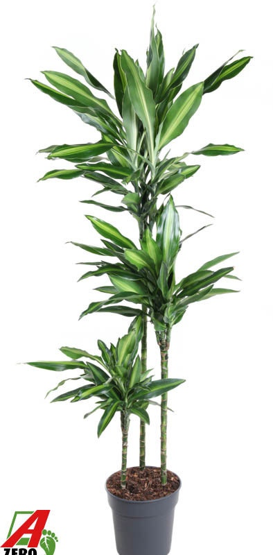 Dracaena fragrans 'Silindo'