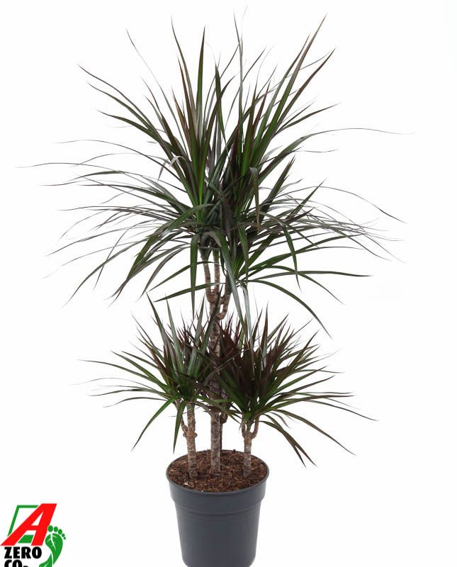 Dracaena marginata 'Magenta'
