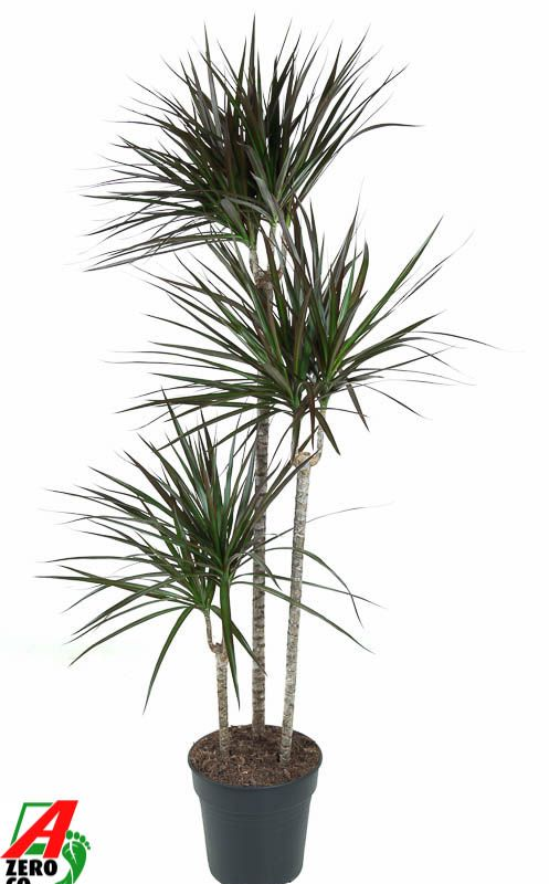 Dracaena marginata 'Magenta'