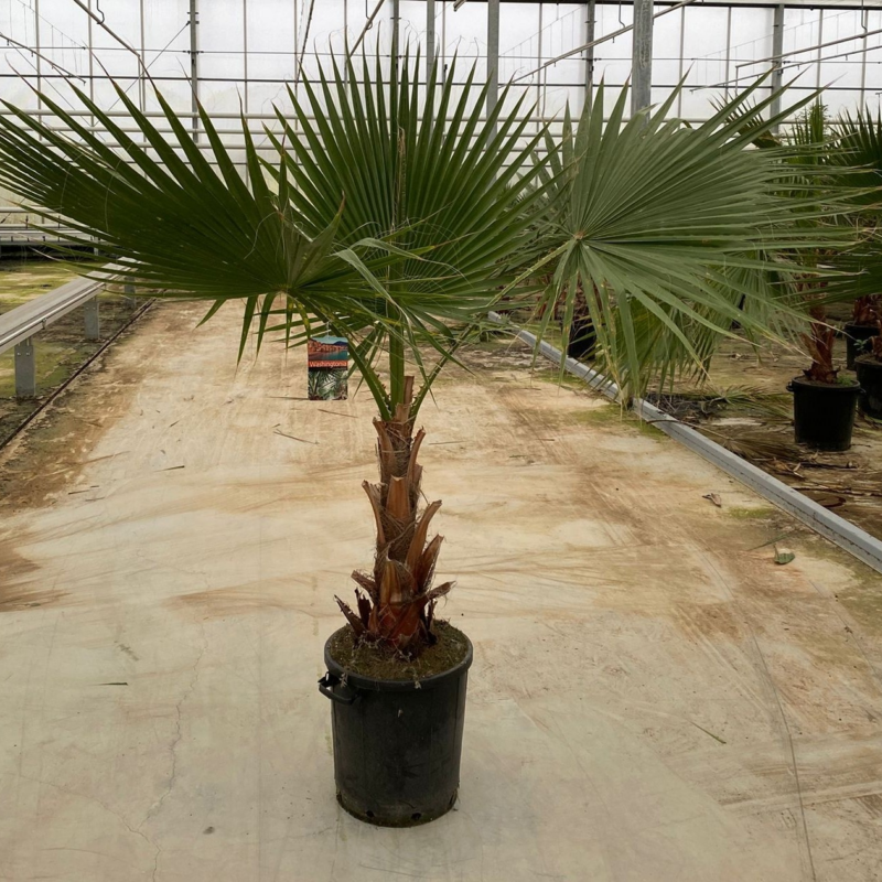 Washingtonia robusta