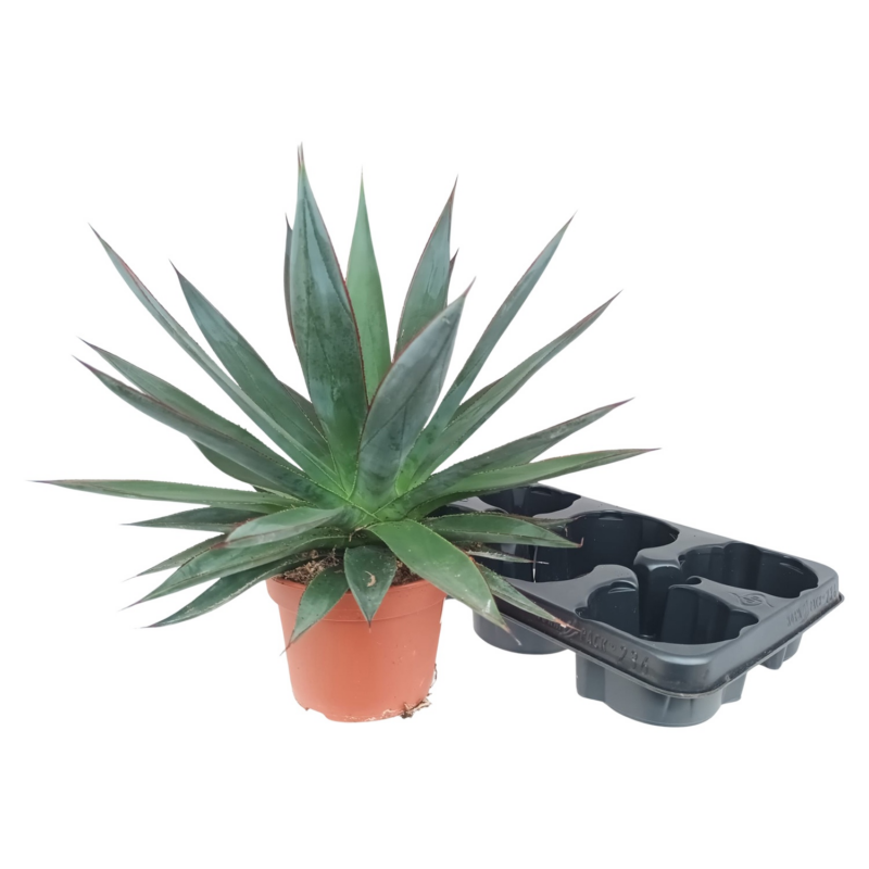 Agave 'Shaka Zulu'