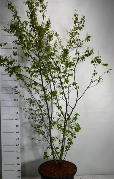 Amelanchier lamarckii