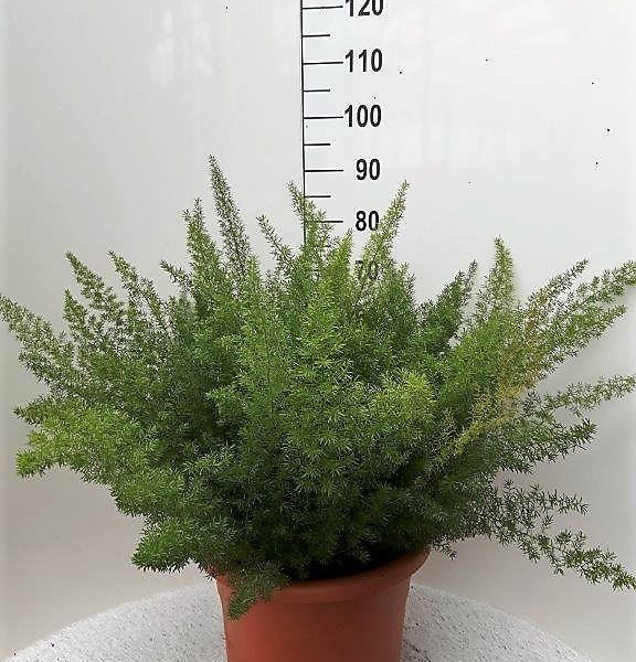 Asparagus densiflorus 'Myers'