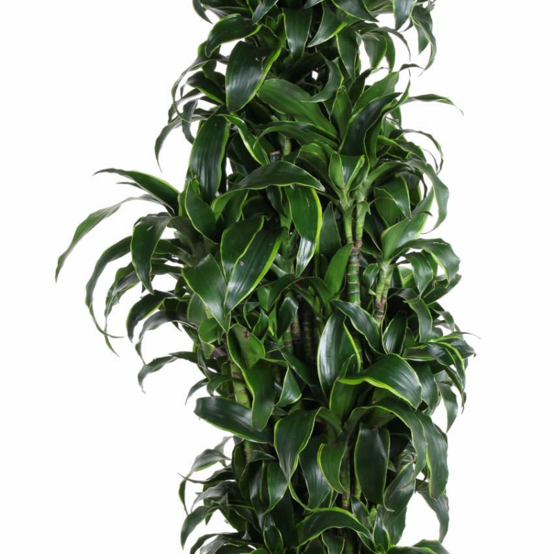 Dracaena fragrans 'Dorado'