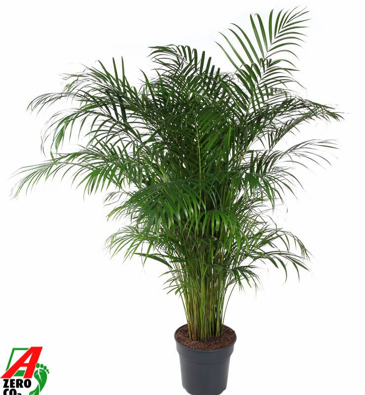 Dypsis (Areca) lutescens