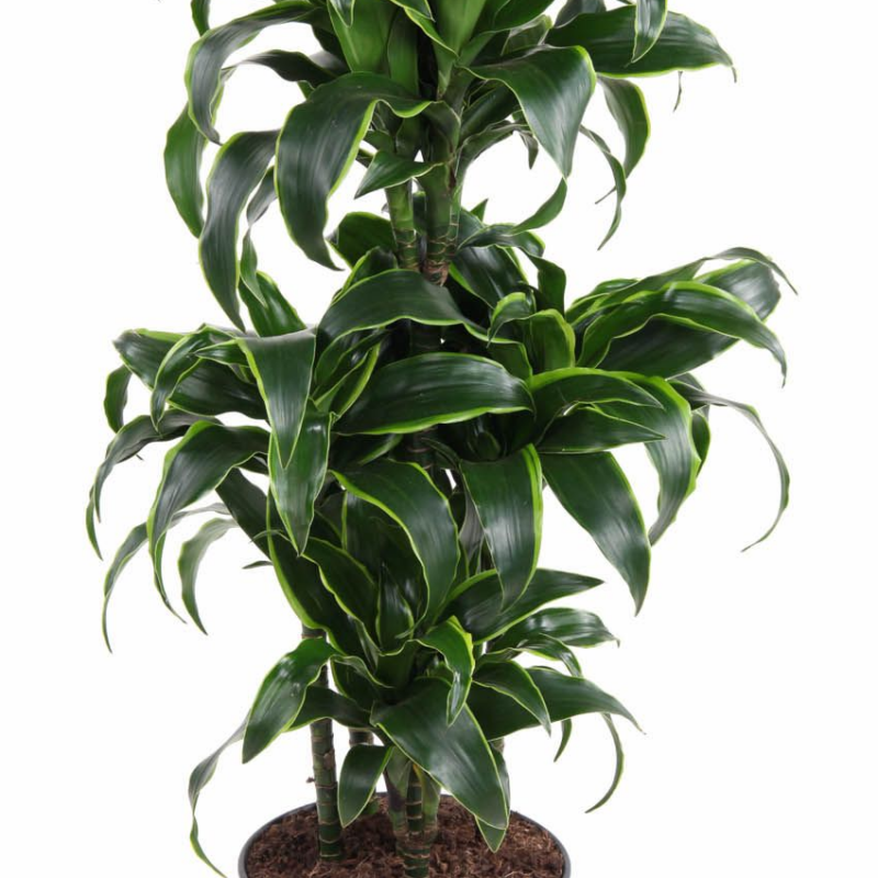 Dracaena fragrans 'Dorado'