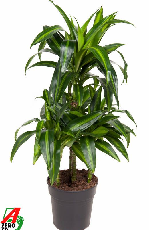 Dracaena fragrans 'Hawaiian Sunshine'