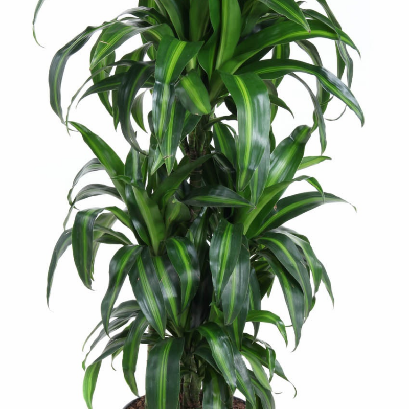 Dracaena fragrans 'Hawaiian Sunshine'