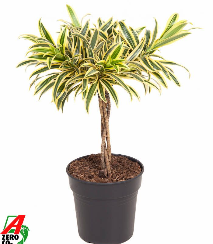 Pleomele (Dracaena) reflexa 'Song of India'