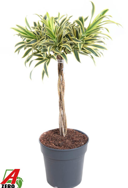 Pleomele (Dracaena) reflexa 'Song of India'