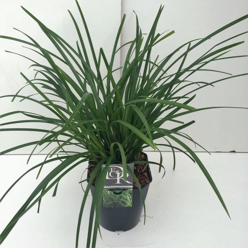 Carex Irish Green