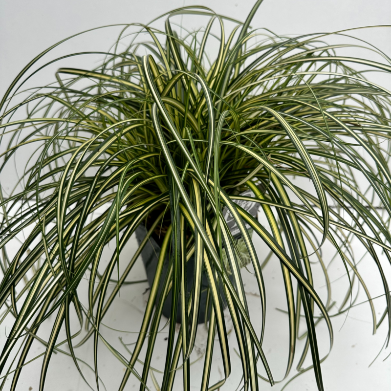 Carex Moon Falls