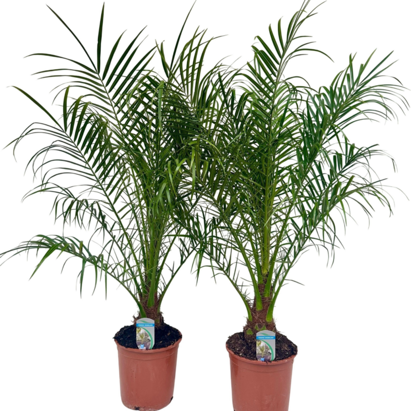 Phoenix roebelenii