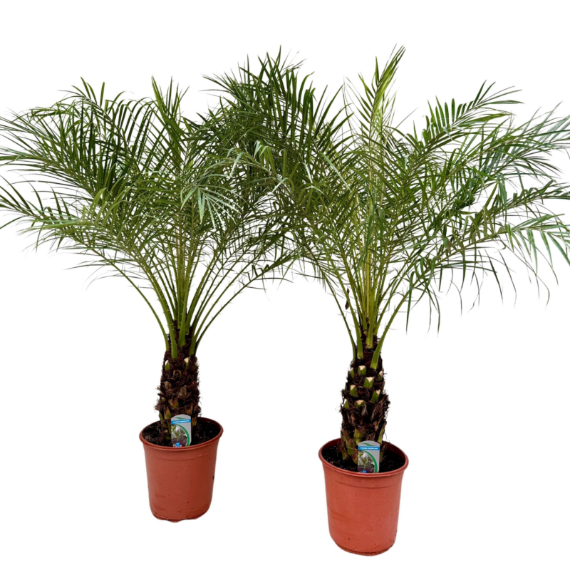 Phoenix roebelenii