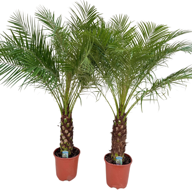 Phoenix roebelenii