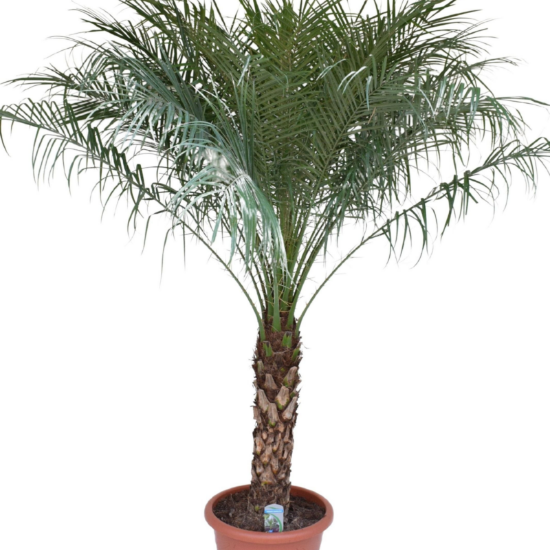 Phoenix roebelenii
