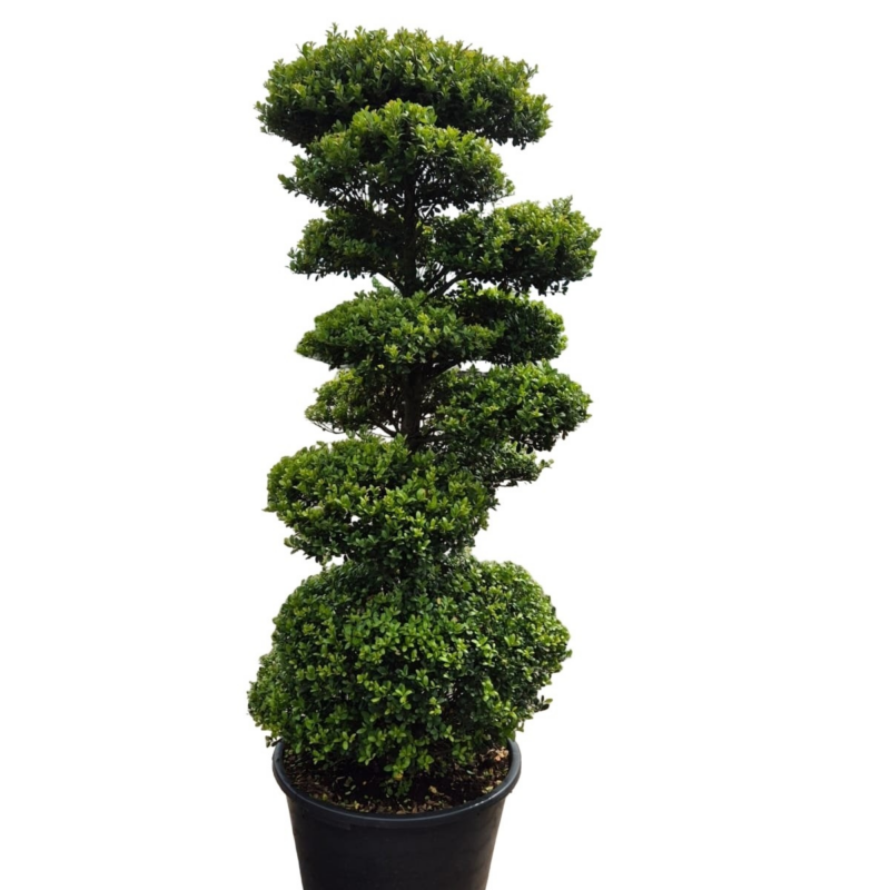 Ilex crenata Dark Green